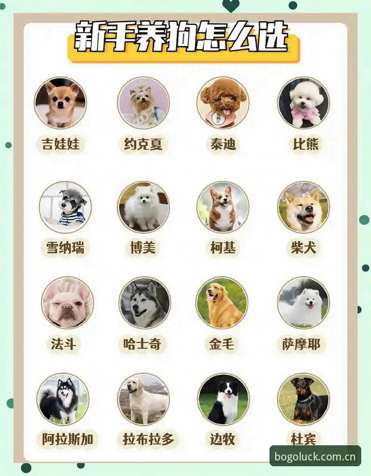 博狗体育官网入口详解：如何选择安全可靠的博狗app官网哪个好