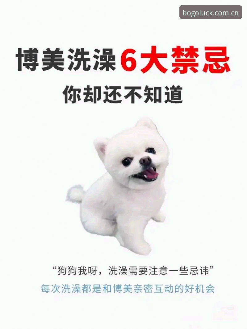 深度揭秘：博狗官方下载最新版背后的真相，这些细节你必须知道！